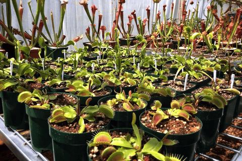 Buy in bulk and save * Discount value packs * Carnivorous plants for wholesale