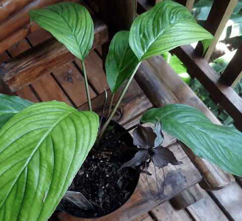 Plants For Sale | Tacca Chantrieri (Black Batflower) | South Africa– Cultivo  Carnivores