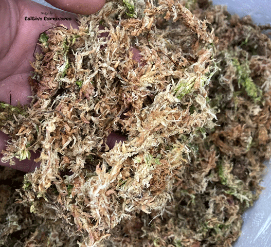 Live Sphagnum Moss for sale @ Cultivo Carnivores, South Africa