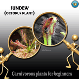 CARNIVOROUS PLANTS FOR BEGINNERS 💎 Sundew (The octopus plant) * 7cm potted (As pictured)