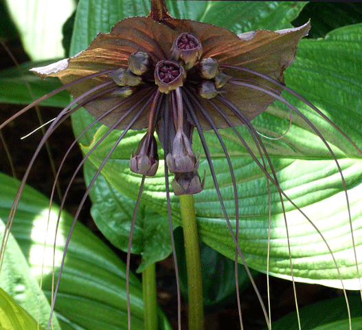 Plants For Sale | Tacca Chantrieri (Black Batflower) | South Africa– Cultivo  Carnivores