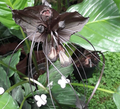 Plants For Sale | Tacca Chantrieri (Black Batflower) | South Africa– Cultivo  Carnivores