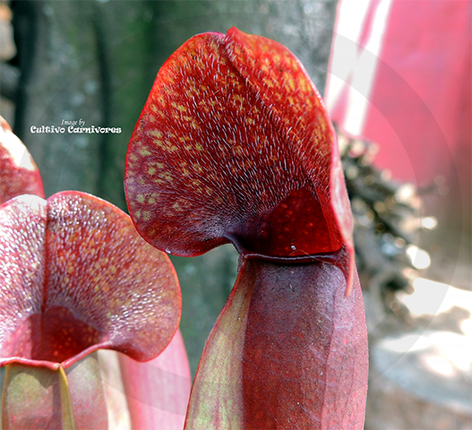 Rare Sarracenia hybrid - 