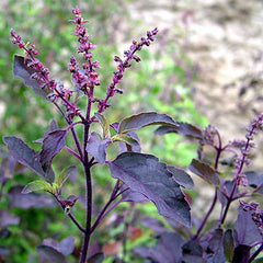 Tulsi