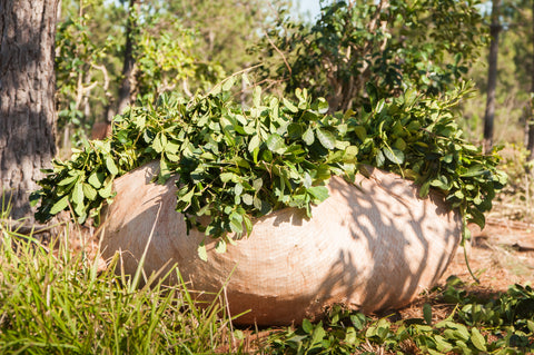 Freshly Harvested Yerba Mate