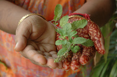 Tulsi with Yerba Mate