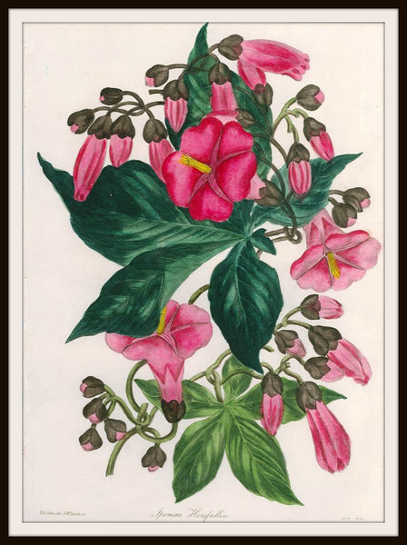 Vintage Botanical Image Art Print – Paper Rose Cottage