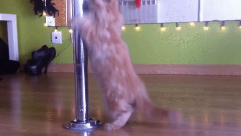 � 25+ Best Memes About Dancing Cat - Dancing Cat Memes