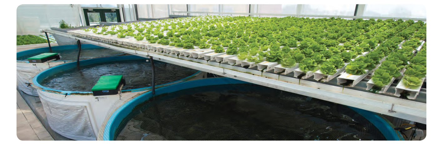 aquaponic plant care – tagged 