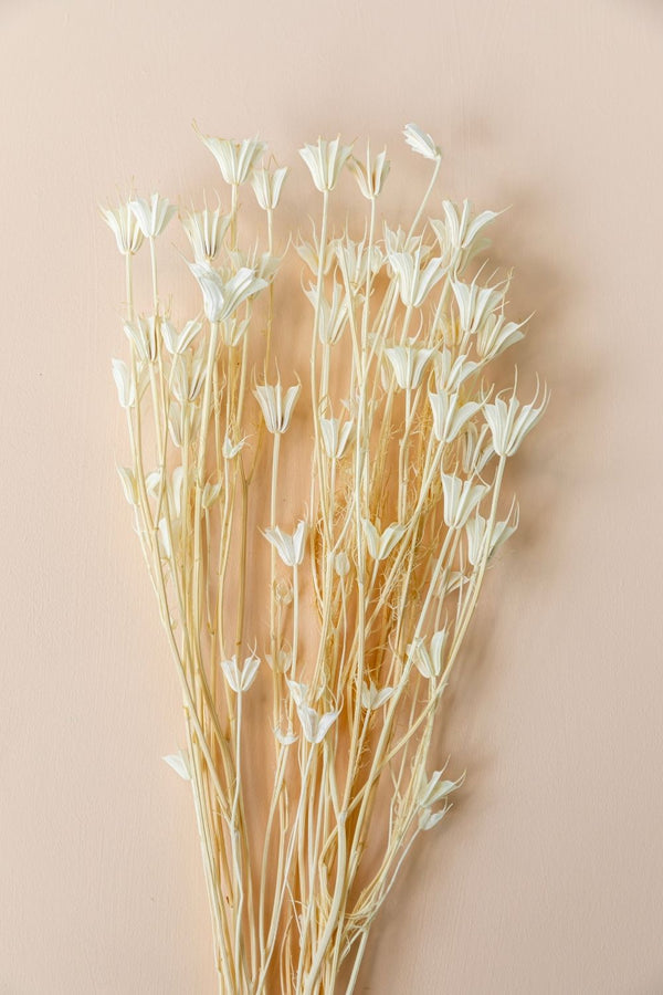 Nigella Bleach White - LUXE B Pampas Grass (5636637687974)