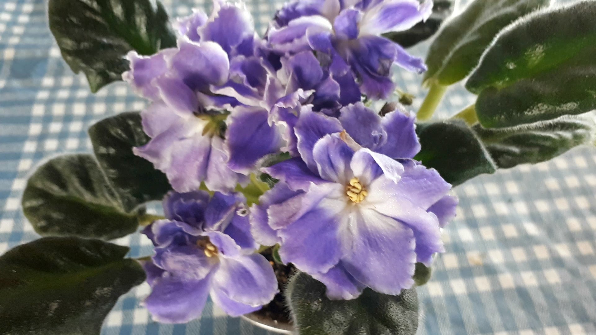 RS Sineva Okeana russian african violet - bloomlovers.com