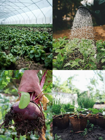 green house farming greens, harvesting beetroot, watering green plants, seedlings