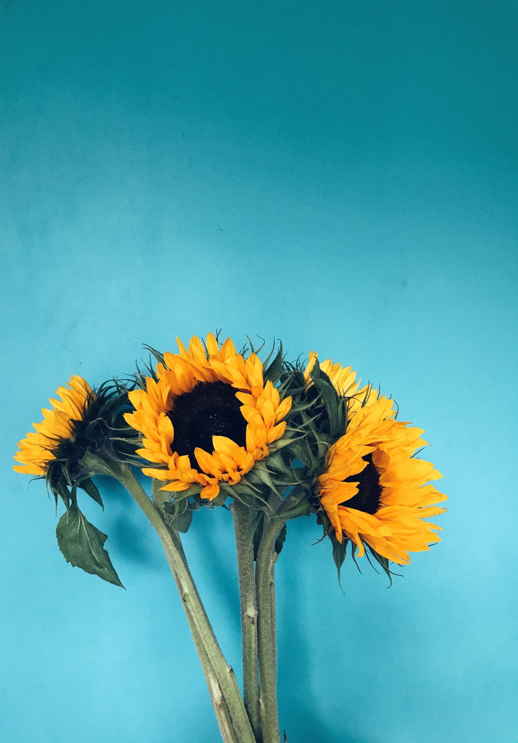 bouquet of sunflowers