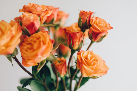 orange roses