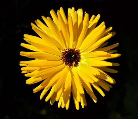 yellow flower