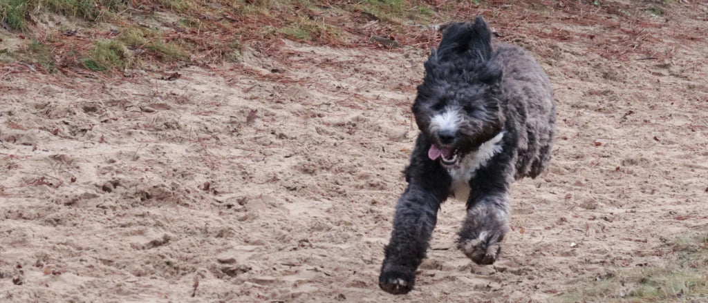 A black and white curly-coated dog sprinting joyfully across a sandy path, showcasing energy and joint flexibility.