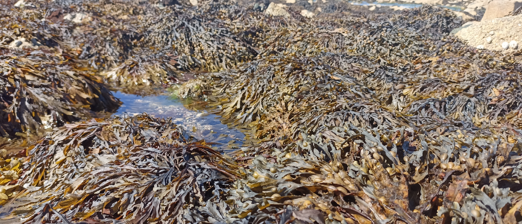 Dense clusters of brown seaweed crowding a shallow rock pool, with water flowing between them, showcasing the natural environment where bioactive compounds in seaweed thrive.