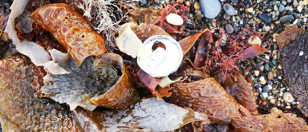 A variety of seaweed strewn across a pebbled beach, interspersed with small stones and marine debris, including a conspicuous white aluminium can. The seaweed ranges in color from deep brown to reddish hues, with textures that are both smooth and rippled, highlighting the diversity of marine plant life and the intrusion of pollution.
