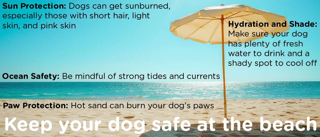 An informative banner with the clear blue sky and calm sea in the background, featuring essential beach safety tips for dog owners. It highlights 'Sun Protection,' 'Hydration and Shade,' 'Ocean Safety,' and 'Paw Protection' with corresponding advice. A large beach umbrella is prominently displayed, symbolizing protection and comfort against the elements.
