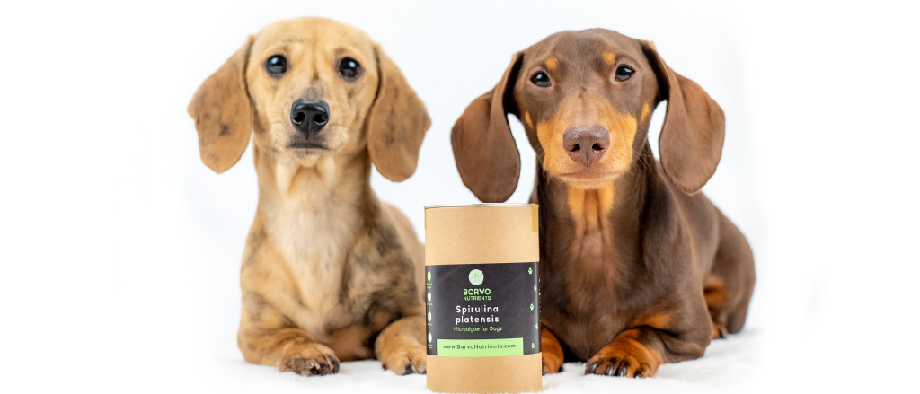 This image features two dachshunds sitting next to a container of Borvo Spirulina tablets, with the dogs looking at the camera with interest. The product label is partially visible with the brand name "BORVO" and the product name "Spirulina platensis". The background is white, providing a clean, distraction-free setting that highlights the dog and the product.