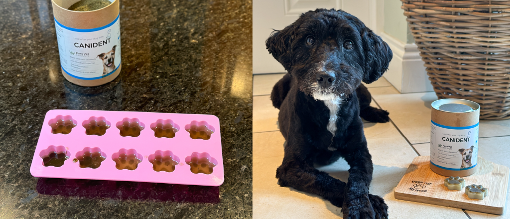 On the left, a pink silicone mold sits on a kitchen countertop filled with star-shaped dog supplement treats, with a container of 'CANIDENT' seaweed supplement in the background. On the right, a black dog with a curious expression sits on a tiled floor, gazing at the camera, with the same 'CANIDENT' container and a wooden board with a few supplement treats on it, illustrating a homemade approach to incorporating supplements into a dog's diet