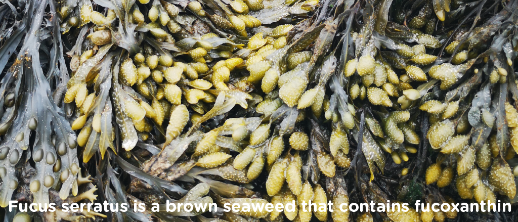 Wet Fucus serratus seaweed with distinctive yellow air bladders and dark fronds, indicating its identity as a source of the bioactive compound fucoxanthin.