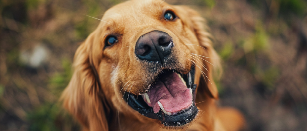 A close-up of a joyful golden retriever with its mouth open and tongue out, displaying a healthy set of teeth and gums, with a gleam in its eyes that conveys happiness and vitality.