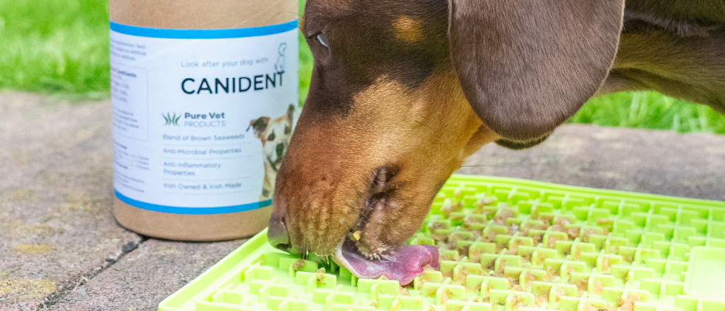 A brown dog with its tongue out, eagerly licking a green feeding mat sprinkled with small yellowish-green supplement cubes, next to a container labeled 'CANIDENT' which suggests a blend of brown seaweed supplement for dogs. The image captures the dog's enjoyment and the practical use of supplements in a feeding routine.