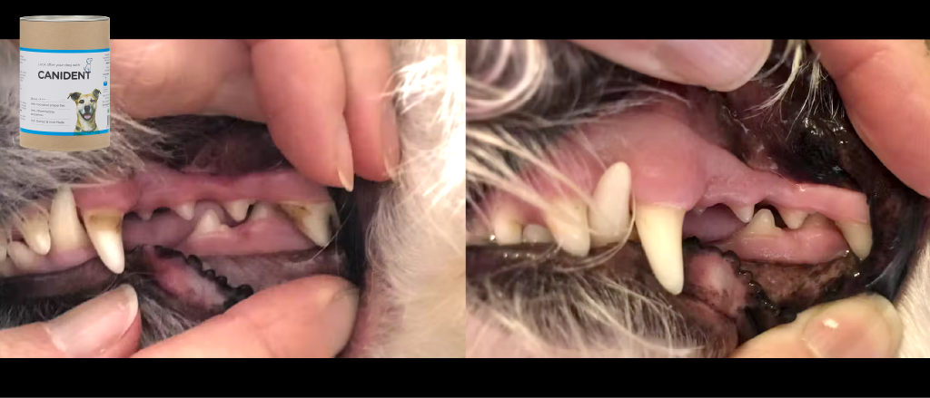 A side-by-side comparison of a dog's teeth before and after treatment. On the left, the dog's teeth are covered in yellowish plaque and tartar buildup, especially along the gum line. On the right, the same dog's teeth appear much cleaner with significantly reduced tartar and a healthier-looking gum line, indicating the effectiveness of a dental hygiene product or cleaning procedure. Canident is shown in the top corner signaling it was the product used to attain the dental transformation.