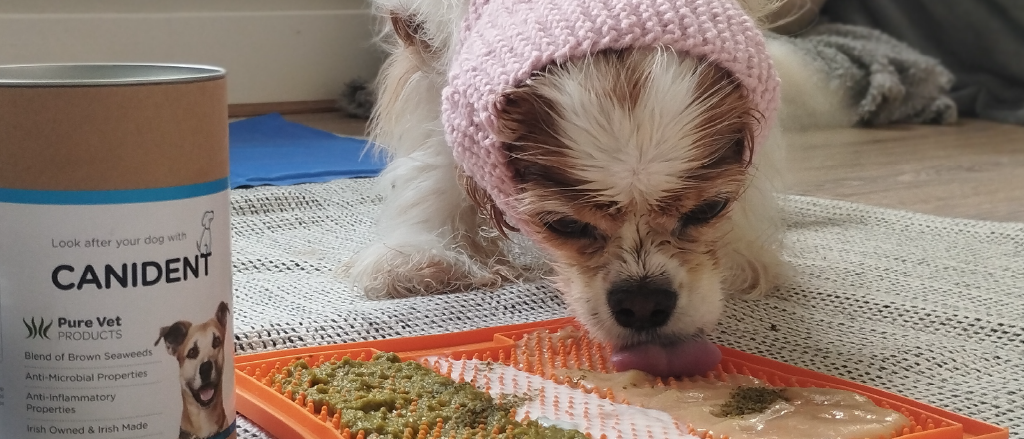 A small dog wearing a pink knitted hat is seen licking from an orange feeding mat with different textures, next to a can of 'CANIDENT' which is labeled as containing brown seaweeds with anti-microbial and anti-inflammatory properties, suggesting the product's use for promoting dental health in dogs.