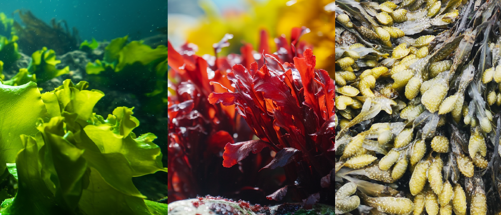 A triptych display of seaweed diversity: lush green sea lettuce on the left, vibrant red algae in the center, and brown seaweed with air bladders on the right, representing the spectrum of colors and types found in marine environments.