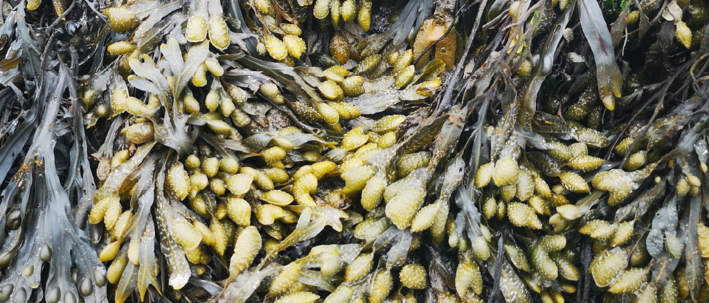 This image shows a dense cluster of seaweed, likely at a coastal location. The seaweed has elongated, dark leaves with numerous small, pod-like yellow bladders attached, which are characteristic of certain types of seaweed like bladderwrack. These bladders help the seaweed to float and are typically found in cold sea waters. The texture is wet and glistening, suggesting recent exposure to water, indicative of a tide going out or a freshly harvested batch. The image captures the natural array and detail of marine vegetation, often harvested for its rich nutrients and potential health benefits.