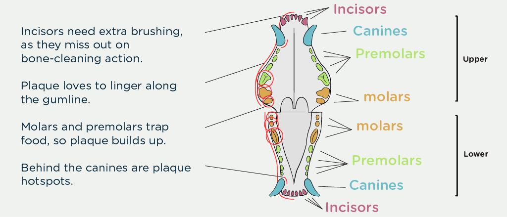 This image is an infographic detailing the areas of a dog’s mouth prone to plaque buildup. On the left, a list of key points reads: “Incisors need extra brushing, as they miss out on bone-cleaning action. Plaque loves to linger along the gumline. Molars and premolars trap food, so plaque builds up. Behind the canines are plaque hotspots.” On the right, a diagram of a dog’s mouth is displayed with labeled parts: Incisors, Canines, Premolars, and Molars, on both the upper and lower jaws. The areas prone to plaque are highlighted. The background is white, with black text and colorful illustrations to distinguish each tooth type. The infographic is informative and visually guides pet owners on where to focus dental care efforts.