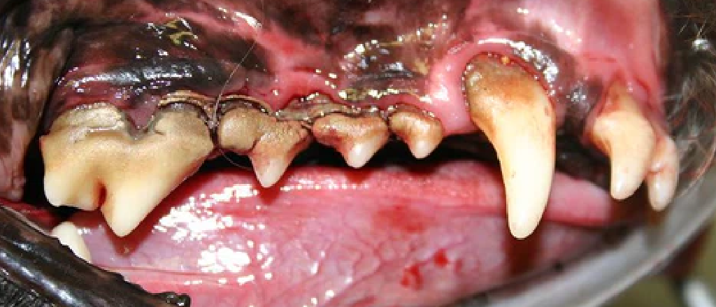 A close-up image of a dog's mouth displaying signs of periodontal disease, including inflamed gums, tartar buildup, and dental issues. The image underscores the importance of canine dental care and oral health.