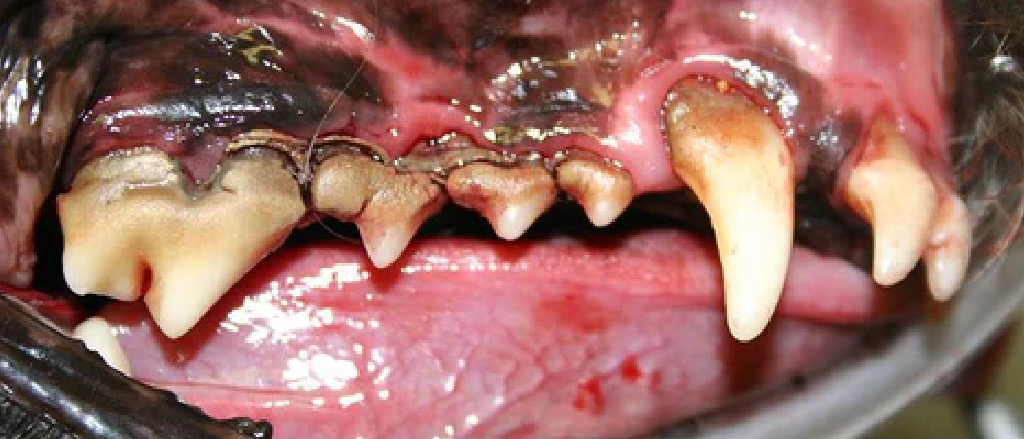 Close-up of a dog's open mouth, showcasing its teeth with visible tartar buildup. The teeth are stained with shades of yellow and brown near the gum line, indicating plaque and calculus that could lead to dental diseases. The dog's tongue and inner mouth appear healthy, contrasting with the condition of the teeth.