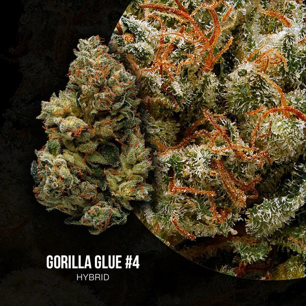 green gorilla strain