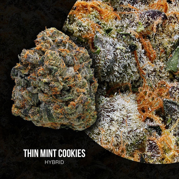 thin mint cookies strain