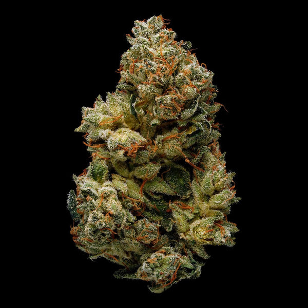 Best Gorilla Glue 4 Strain  Organic Cannabis  Green 