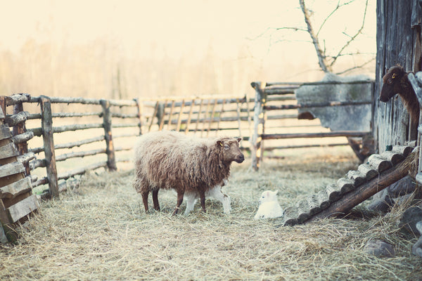 Forest sheep farm in Lithuania