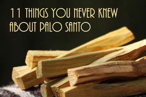de ober Bovenstaande Eigendom 11 things you never knew about Palo Santo | Prabhuji's Gifts