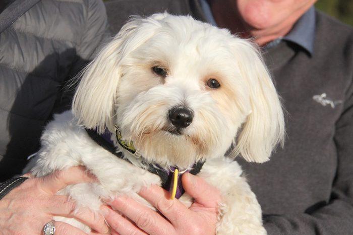 bichon frise rehoming centres