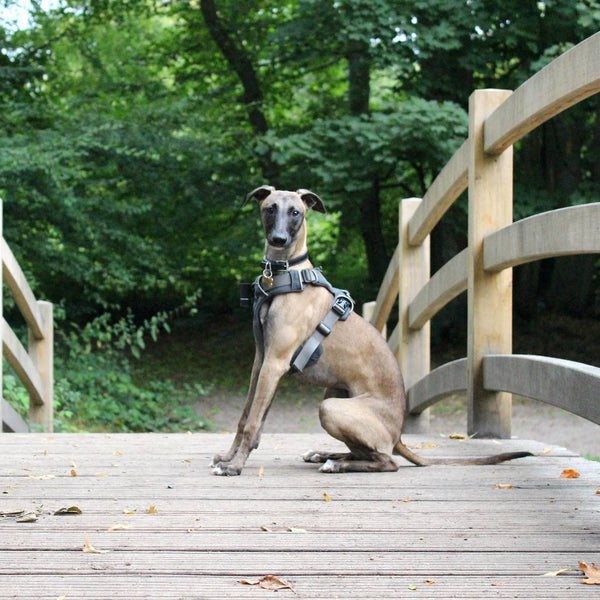 Ruffwear Front Range Dog Harness Review 