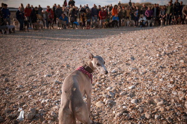 Wonderful West Wittering Whippet Walks