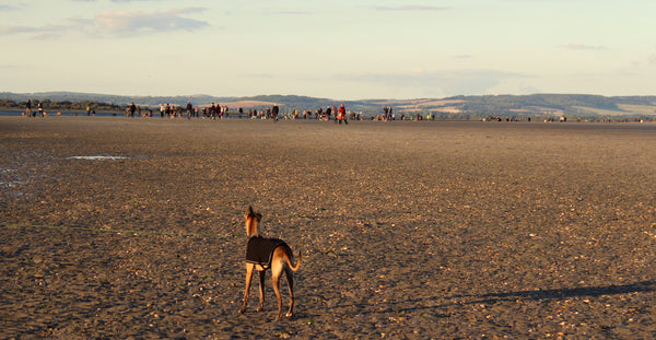 Wonderful West Wittering Whippet Walks