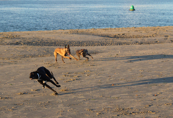 Wonderful West Wittering Whippet Walks