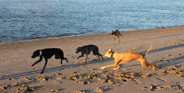 Wonderful West Wittering Whippet Walks