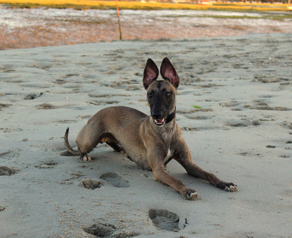 Wonderful West Wittering Whippet Walks