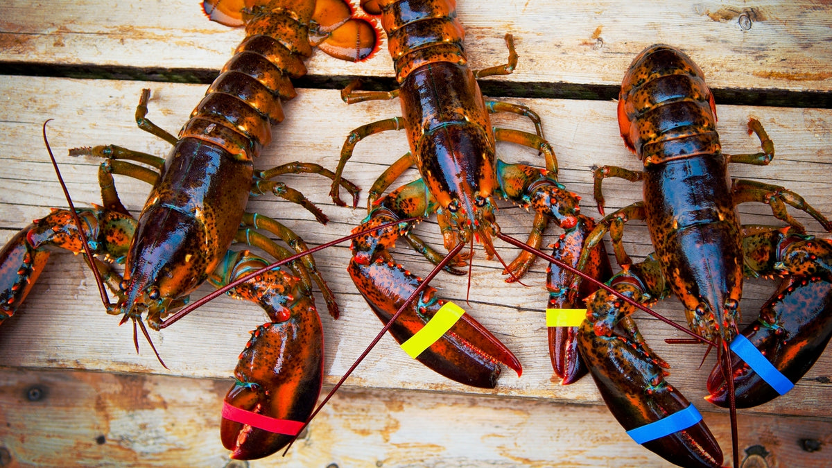 Live Maine Lobster Maine Live Lobsters Buy Lobster Online