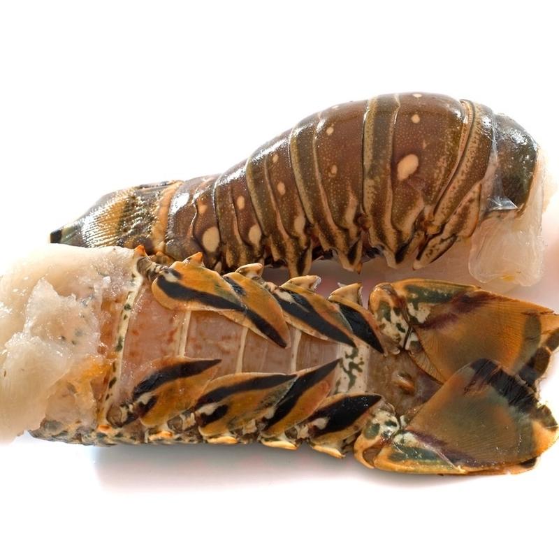 slipper lobster tails for sale