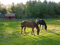 Slow feeders mimick the natural grazing habits of horses.